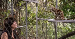 Від кошеняти 2016 року до виду Leopardus tilcayo: ключові дати відкриття